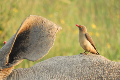 Private Nairobi National Park Drive in 4*4 landcruiser