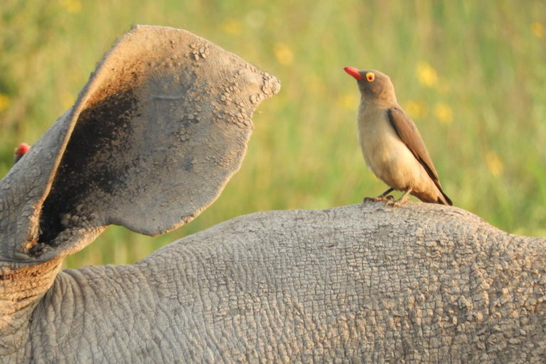 Private Nairobi National Park Drive in 4*4 landcruiser