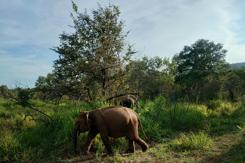 Kandy; Excursión de un día a Sigiriya y Safari en Elefante