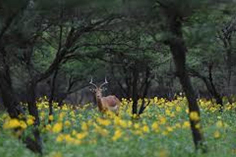 Game Drive and Gaborone City Tour