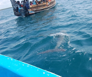Excursión a los Delfines de Wasini 🐬 desde la Playa de Diani / Mombasa