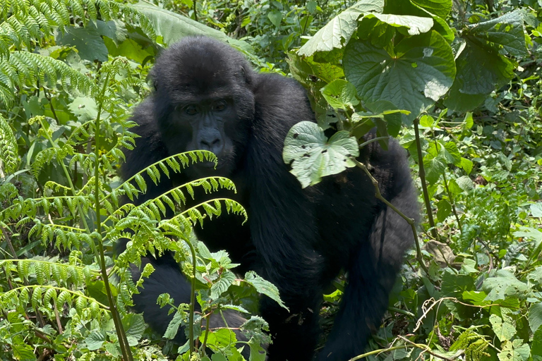 1 giorno di trekking con i gorilla e il centro di ricerca di Karisoke, Volcanoes NP