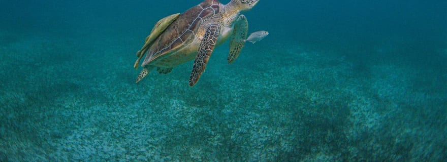 Akumal : excursion snorkeling et observation des tortues