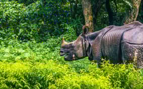 Chitwan Safari Day Tour