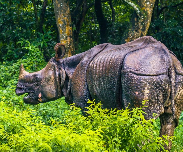 Chitwan Safari Day Tour