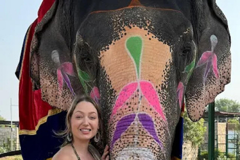 Jaipur Elephant Magic: Paint, Feed & Ride Tour with Pickup All Elephant Activity Riding, Feeding, Painting, Climbing