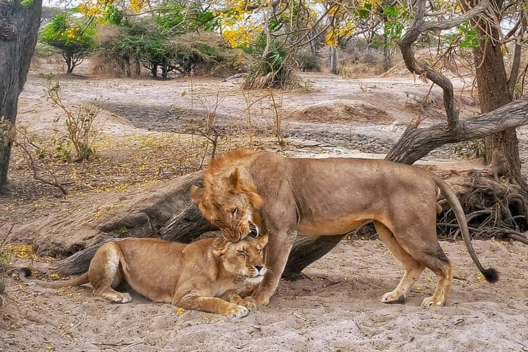 Arusha National Park: Day Trip with Walking Safari & Canoe Shared Day Trip Transfer & Game Drive (Fees Excluded)