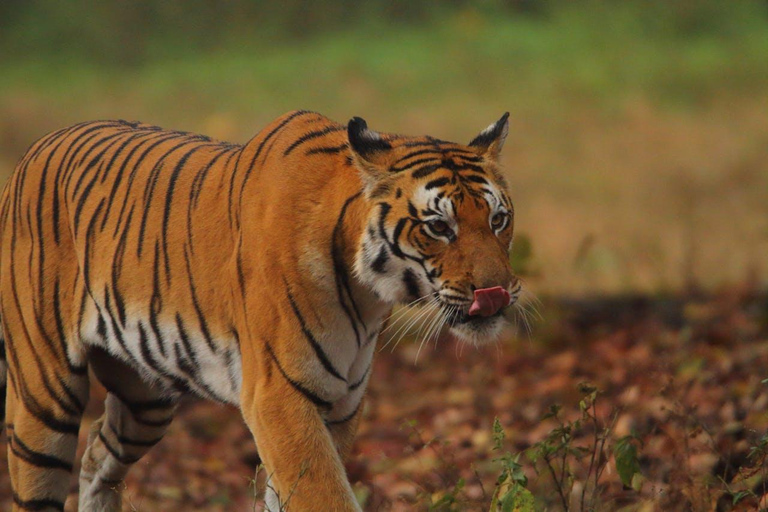 Z Delhi: 3-dniowa wycieczka Ranthambore Tiger Safari TourPrywatna wycieczka z zakwaterowaniem w 4-gwiazdkowym hotelu