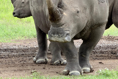 Nairobi: National Park Tour Experience