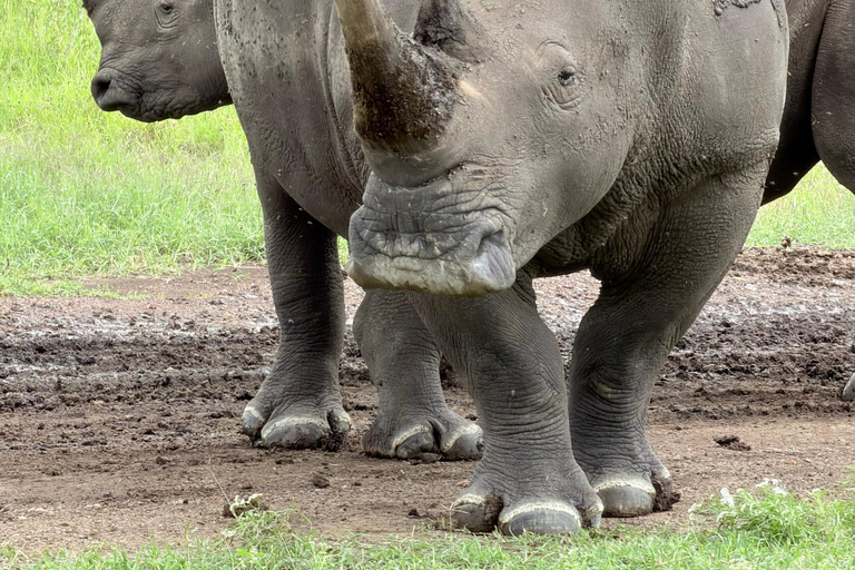 Nairobi: National Park Tour Experience