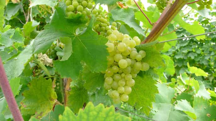 venice fullday prosecco wine tour and tasting