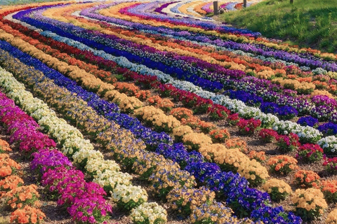 Tokyo: Mount Fuji & Pagoda & Oshino Hakkai & Lake Kawaguchi Route B : Mount Fuji & Hakone Private Customizable Day Trip