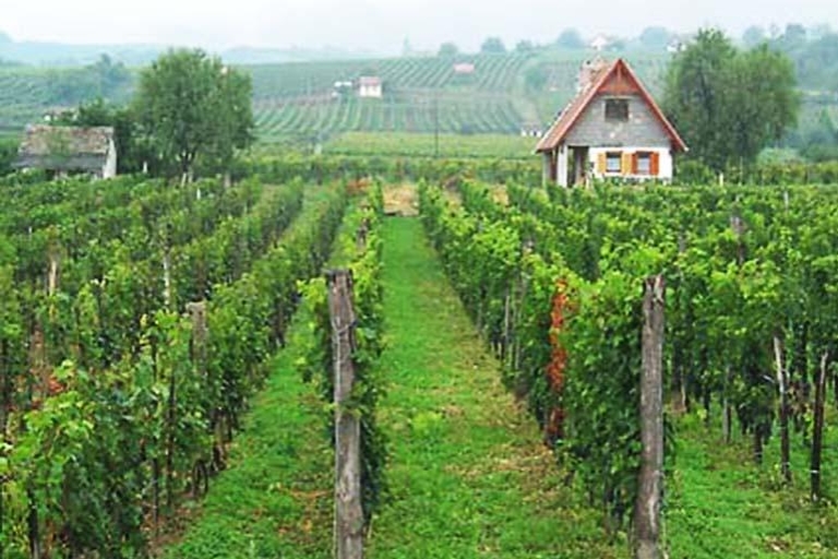 Excursion d'une journée à Pécs et Siklós avec dégustation de vin à Villány