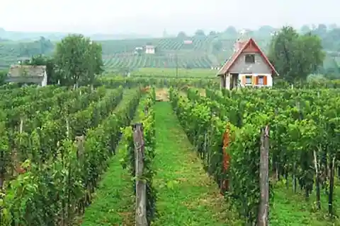Day Tour of Pécs and with Villány with Wine Tasting
