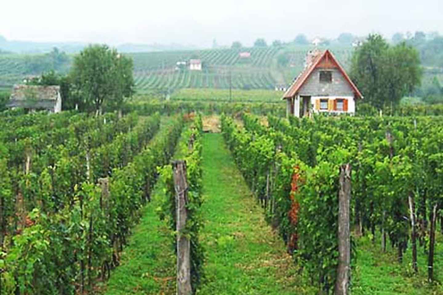Winetaste in Villany, sightseeing in Pécs, private tour