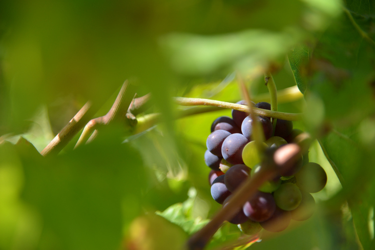 Burgundy Wines Full-Day Tasting Tour from Dijon
