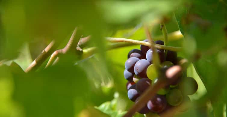 Tour Di Degustazione Dei Vini Di Borgogna Di Un Giorno Intero Da