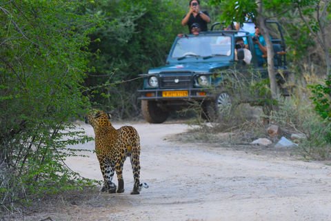 Jaipur: Prywatna wycieczka z przewodnikiem Jhalana Leopard Safari Tour