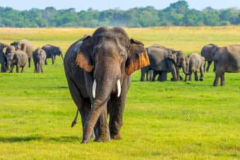 Safari in jeep con gli elefanti nel Parco Nazionale di Minneriya