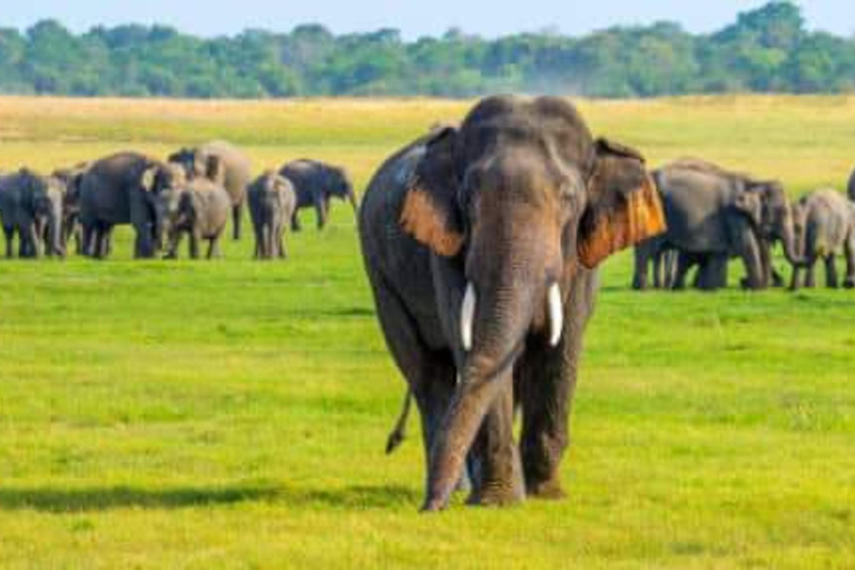 Eersteklas safari-ervaring in het Kaudulla National Park