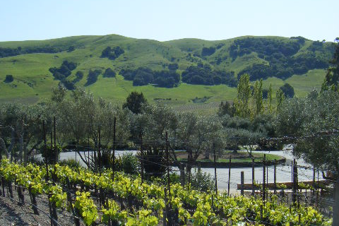 San Francisco: Half-Day Wine Country Tour with Wine Tastings