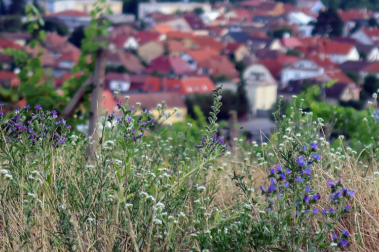 Bratislava: Vineyard Walk and Wine Picnic with Winemaker