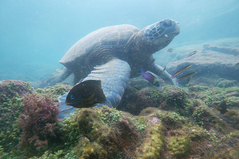 3-Day Galapagos Trip for Traveler Without Much Time