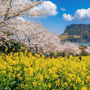 Jeju Tour | Jungmun & Seogwipo Pick-up | UNESCO Highlights Jeju Tour | Jungmun & Seogwipo Pick-up | UNESCO Highlights