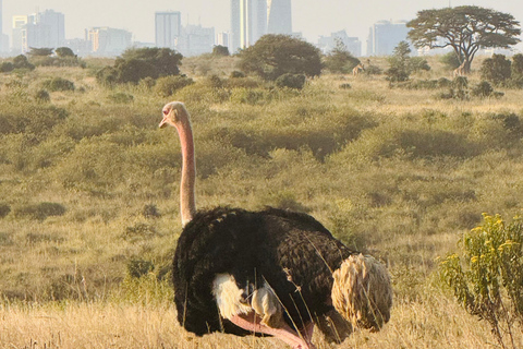 Nairobi Park Safari, Sheldrick's Orphanage & Giraffe Center Shared Drive in Open-Roof Van Game Drive