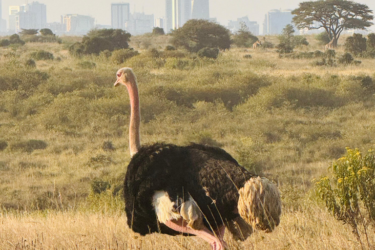 Nairobi Park Safari, Sheldrick's Orphanage & Giraffe Center Shared Drive in Open-Roof Van Game Drive