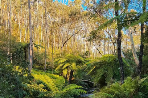Sydney: Blue Mountains In-depth Tour with Scenic World Ride Meeting Point Pickup and Ferry Return