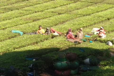 Bandung : Private Tour Guide Sightseeing (Costum tour)