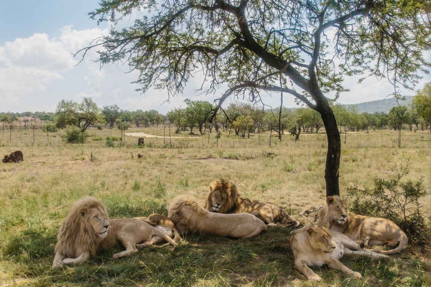HALF-DAY LION AND SAFARI PARK TOUR - HALF-DAY LION AND SAFARI PARK TOUR