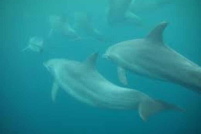 Atolón de Mnemba, excursión con delfines y snorkel