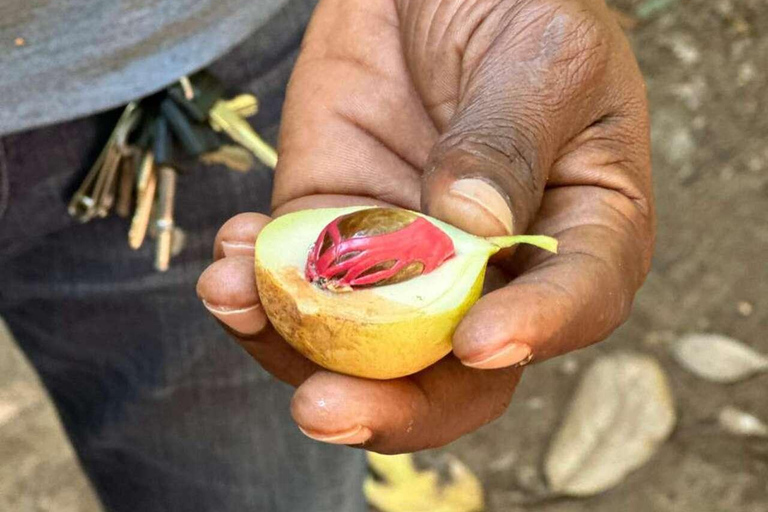 Zanzibar: Spice Farm, Jozani Forest & Salaam Cave Tour Private tour without hotel transfer