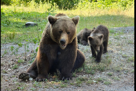 Bucharest: Bear Sanctuary and Dracula's Castle Tour Small Group (max 7) - tour in English entry tichets included