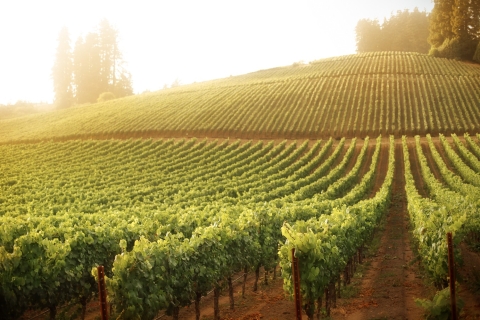 San Francisco: Sonoma-wijntour met kleine groepen met proeverijen