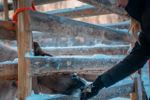 Kuoksa Husky & Reindeer Adventure