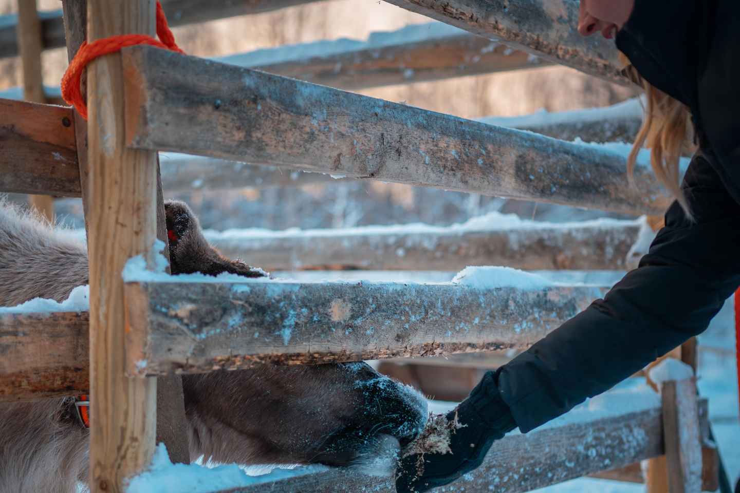 Kuoksa Husky & Reindeer Adventure