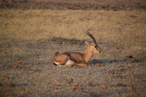 8-daagse Gouden Driehoek India met Wild Life Tour vanuit Delhi