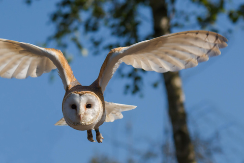 Nairobi: 6-Day Safari and Beach Holiday in Kenya 6-Day Game Safari and Holiday Beach Combo