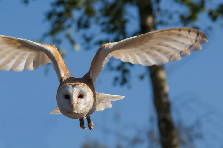 Nairobi: 6-Day Safari and Beach Holiday in Kenya 6-Day Game Safari and Holiday Beach Combo