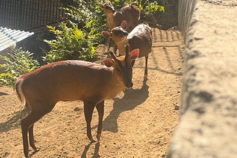 Pokhara:Zoological Park & Lake Suspension Bridge Guided Tour