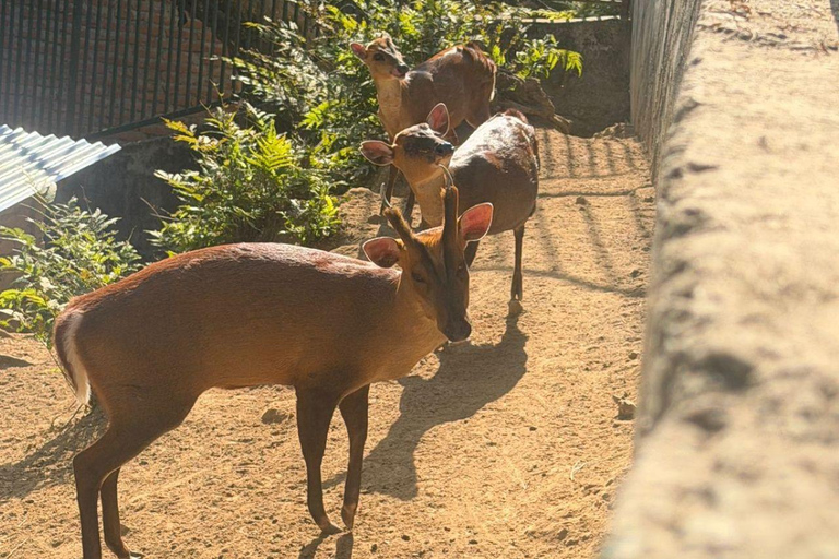 Pokhara:Zoological Park & Lake Suspension Bridge Guided Tour