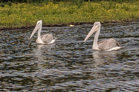 Escursione di un giorno al Parco Nazionale del Lago Nakuru da Nairobi