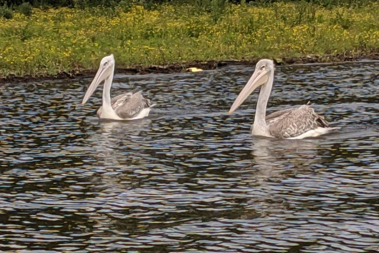 Escursione di un giorno al Parco Nazionale del Lago Nakuru da Nairobi