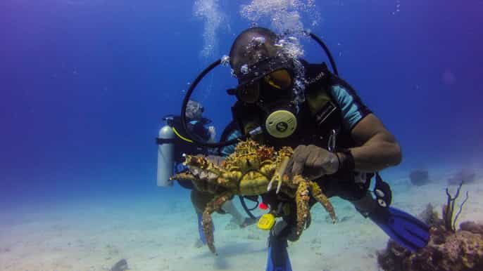 la romana scuba diving in catalina island