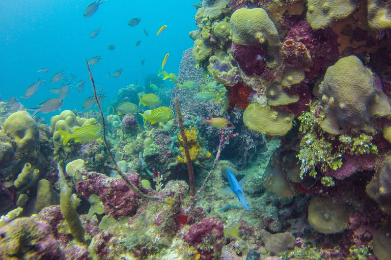 La Romana: Dykning på Catalina Island