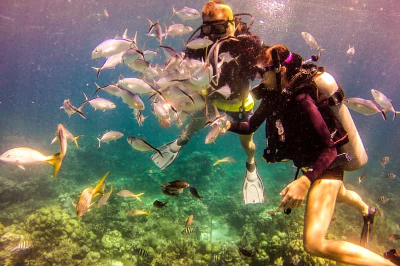 La Romana Scuba Diving in Catalina Island GetYourGuide