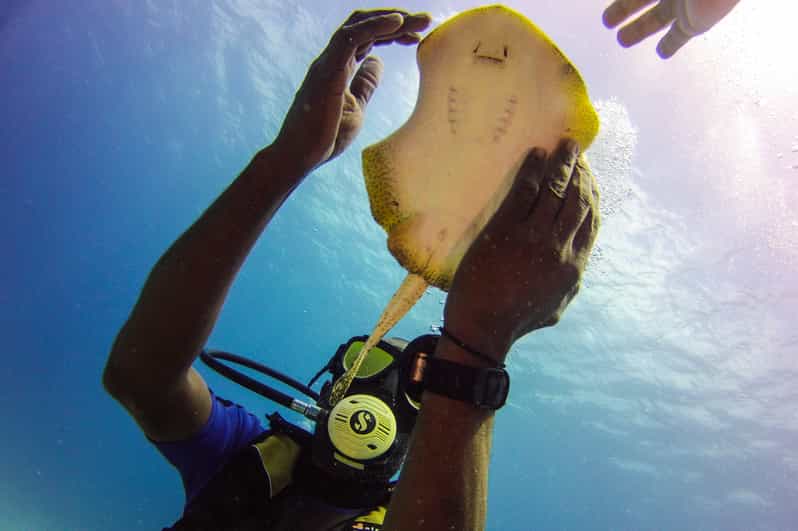 La Romana Scuba Diving in Catalina Island GetYourGuide